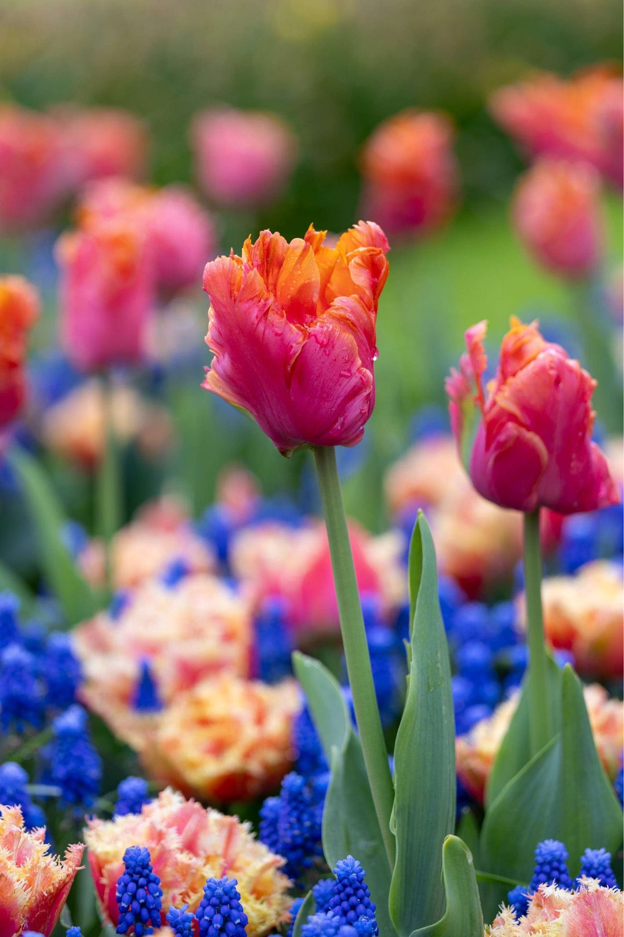 'Amazing Ocean' lökblandning